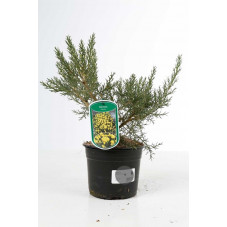 genêt d'Espagne - genista Hispana 25/30 pot de 2 litres