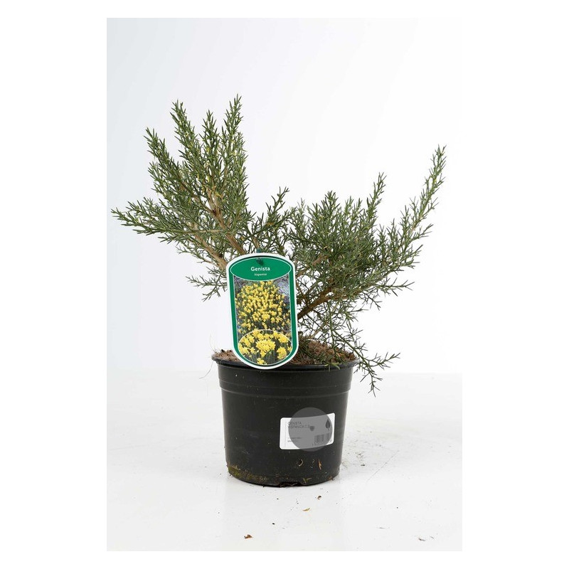 genêt d'Espagne - genista Hispana 25/30 pot de 2 litres genêt d'Espagne - genista Hispana 25/30 pot de 2 litres