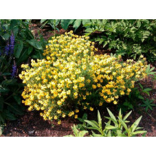 genista hispanica fleurs