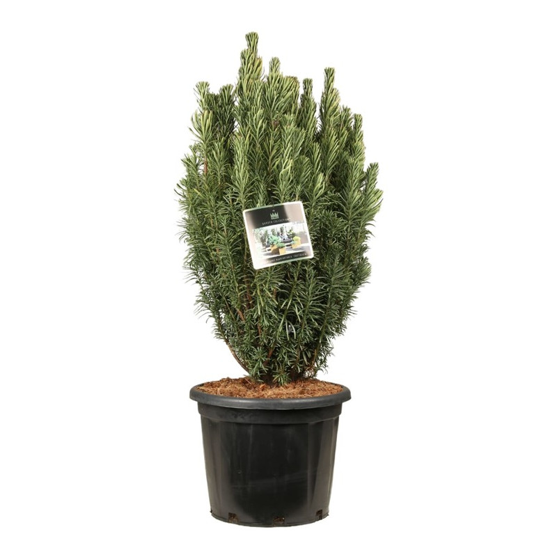 cephalotaxus - pin japonais fastigié 80 cm pot de 35 litres