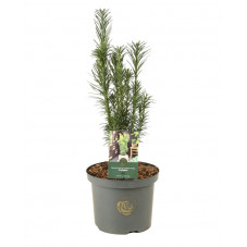 pin japonais fastigié - cephalotaxus 40/50 cm pot de 5 litres