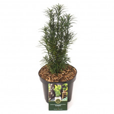 pin japonais - cephalotaxus 30/35 cm - pot de 4 litres