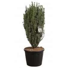 pin japonais fastigié - cephalotaxus 120/130 cm - pot de 110 litres (gros sujet)