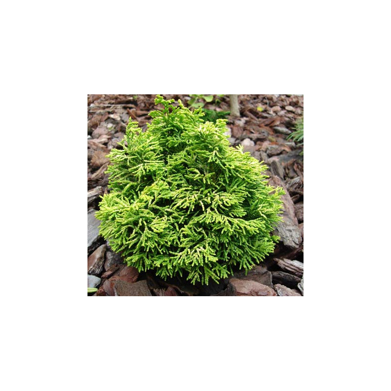 cyprès du Japon butterball taille semi- adulte cyprès du Japon butterball taille semi- adulte