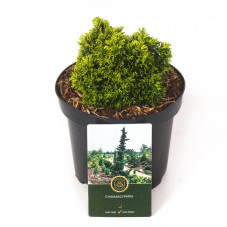 cyprès du Japon Butterball 15/20 cm pot de 2.5 litres