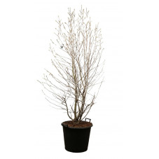 magnolia stellata 150/175 cm pot de 50 litres