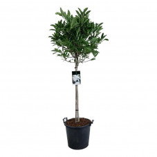 magnolia stellata tige 120 cm pot de 50 litres