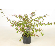 buisson de beauté - kolkwitzia en pot de 3 litres 40/60 cm