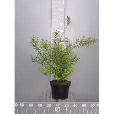 buisson de beauté en pot de 7.5 litres 60/70 cm