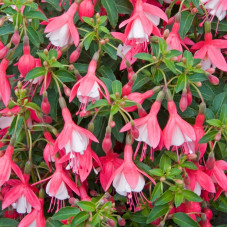 Fleurs de fuschia Lady Thumb - floraison de juillet à octobre