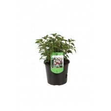 fuschia Lady Thumb en pot de 3 litres