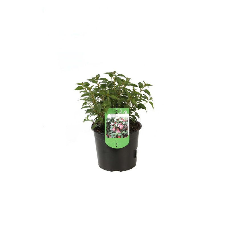 fuschia Lady Thumb en pot de 3 litres