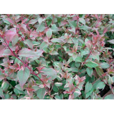 Fuchsia versicolor feuillage
