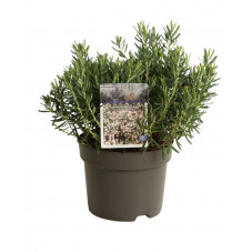 andromède latifolia - à feuilles de podium en pot de 2 litres 25/30 cm
