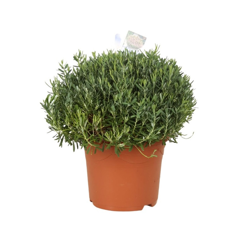 andromède polifolia - à feuilles de podium en pot de 5 litres 30/40 cm andromède polifolia - à feuilles de podium en pot de 5 litres 30/40 cm