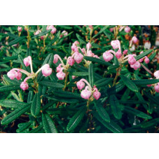 fleurs de l'andromède polifolia (floraison de avril à juin)