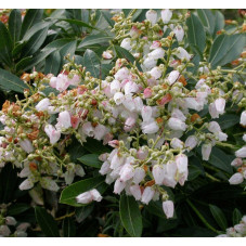 fleurs de l'andromède du Japon débutante (floraison en avril mai)