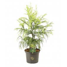 cèdre du Japon - cryptomeria Sekkan 40/50 - pot de 5 litres