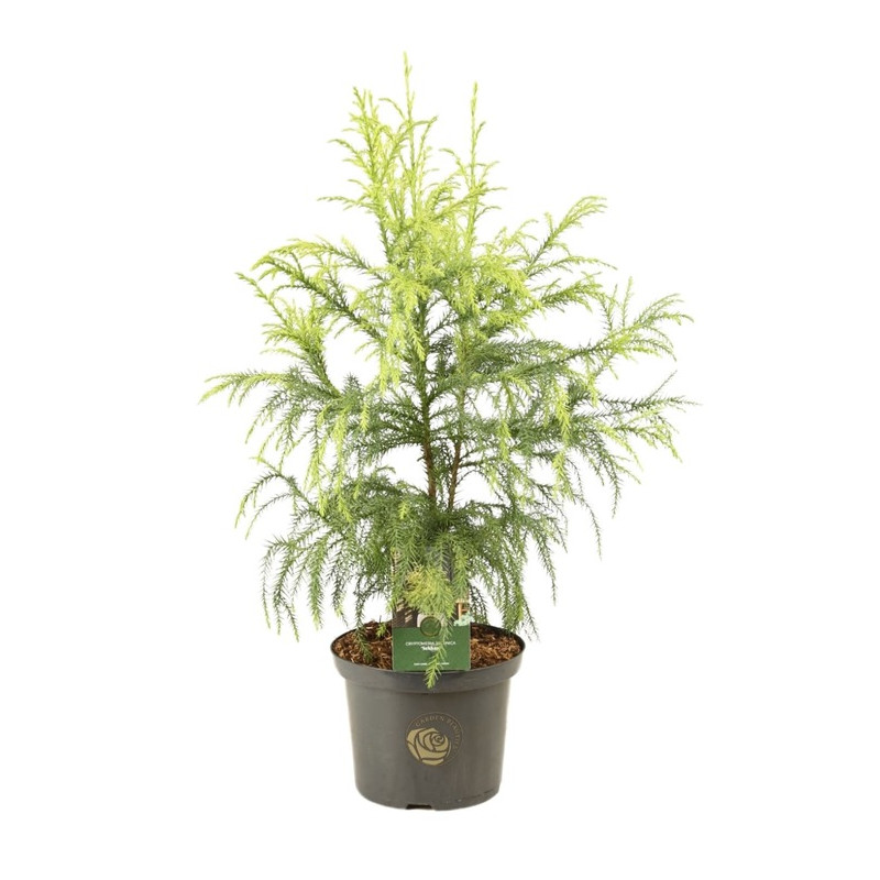 cèdre du Japon - cryptomeria Sekkan 40/50 - pot de 5 litres