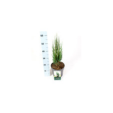 juniperus scopolorum Blue Arrow 40/50 cm pot de 2.5 litres