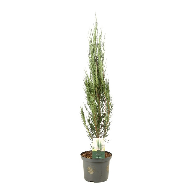 juniperus scopolorum Blue Arrow 60/80 en pot de 5 litres