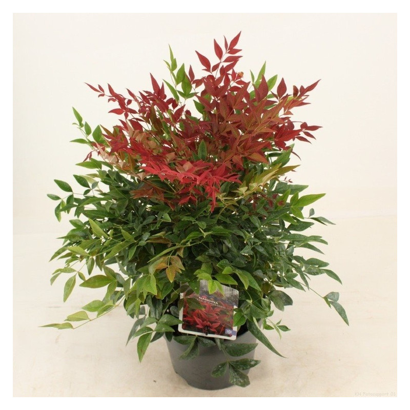 bambou sacré seika - nandina 25/30 cm pot de 17 cm