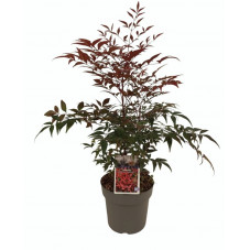 bambou sacré seika - nandina 30/35 cm pot de 19 cm