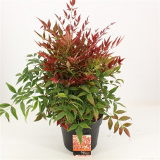 bambou sacré seika - nandina 40/45 cm pot de 21 cm