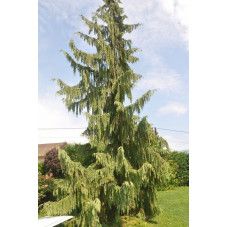 Chamaecyparis nootkatensis pendula