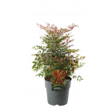 bambou sacré seika - nandina en pot de 10 litres 50/60 cm