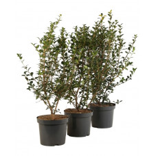 osmanthe burkwoodii 40 cm pot de 2 litres