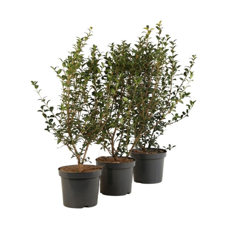 osmanthe burkwoodii 40 cm pot de 2 litres