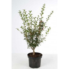 osmanthe burkwoodii 60 cm pot de 3 litres