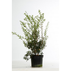 osmanthe bukwoodii 80 cm pot de 5 litres