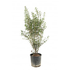 osmanthe burkwoodii 100 cm pot de 10 litres