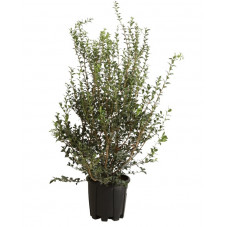 osmanthe burkwoodii 125 cm pot de 18 litres