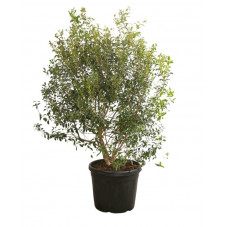 osmanthe burkwoodii 150/170 cm pot de 50 litres