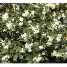 fleurs de l'osmanthe de burkwood (floraison l'été)