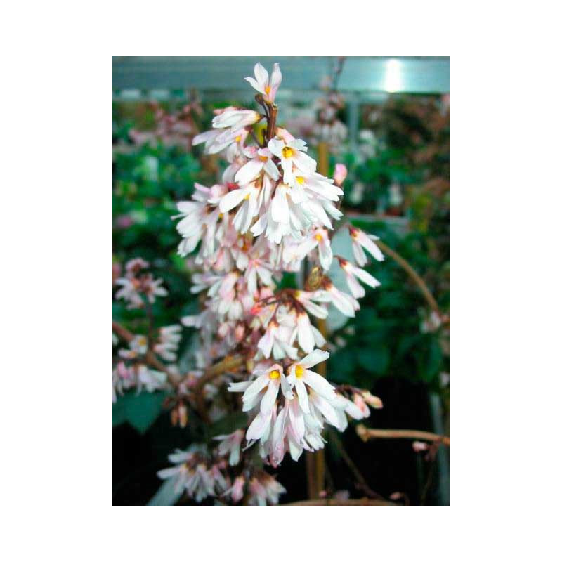 fleur de l'abeliophyllum (floraison blanc rose en février mars) fleur de l'abeliophyllum (floraison blanc rose en février mars)