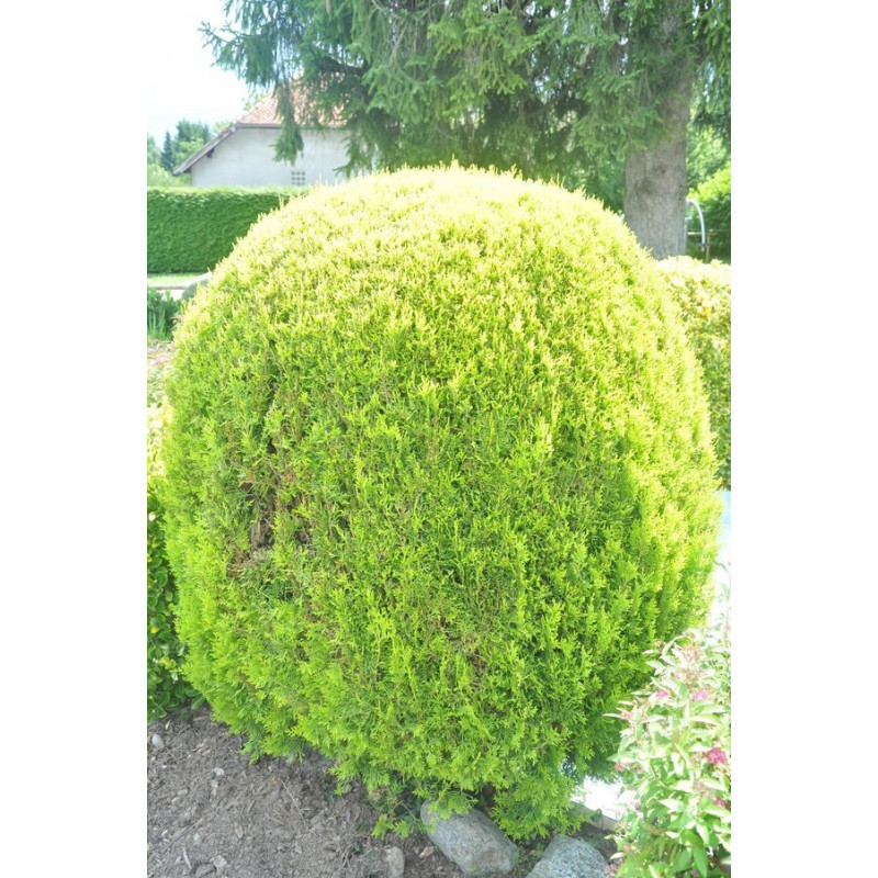 thuja occidentalis "rheingold" thuja occidentalis "rheingold"