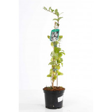 forsythia rose de Corée  40/50 cm en pot de 3 litres