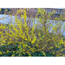 forsythia Week end fleurs - Floraison en mars avril