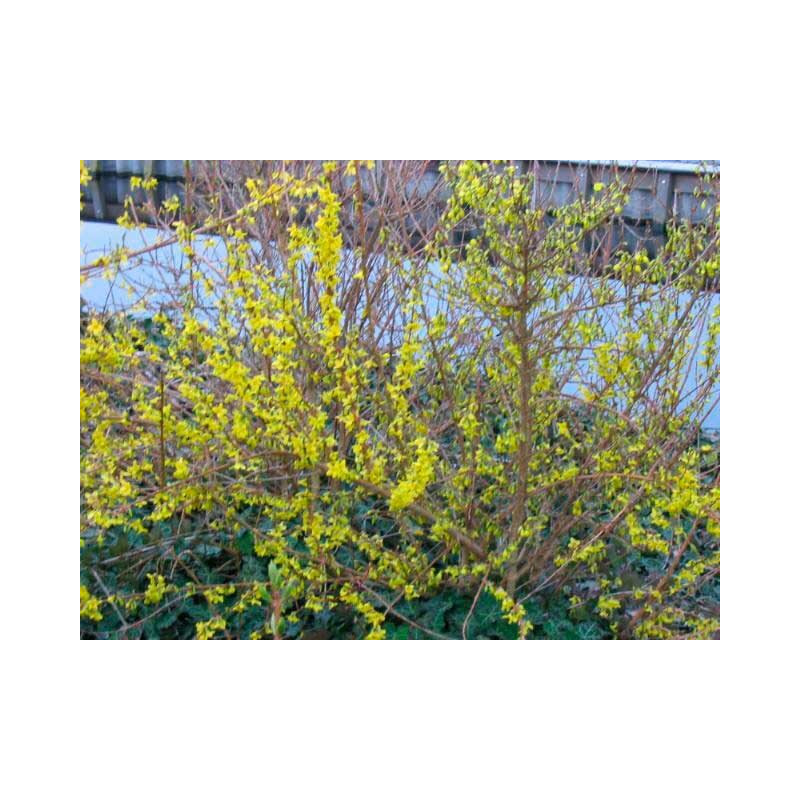 forsythia Week end fleurs - Floraison en mars avril