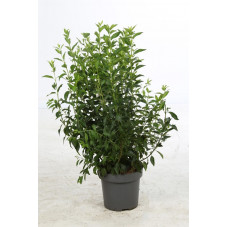 forsythia week end en pot de 12 litres 100/120 cm