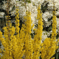 mimosa de Paris - forsythia Mikador (floraison en mars avril)