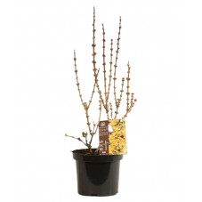 mimosa de Paris - forsythia Mikador en pot de 3 litres - 40/50 cm