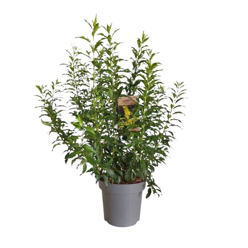 mimosa de Paris - forsythia Mikador en pot de 12 litres - 80 cm mimosa de Paris - forsythia Mikador en pot de 12 litres - 80 cm