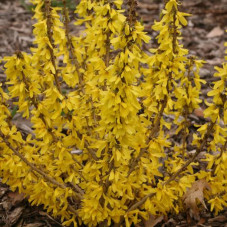 forsythia Nimbus en fleurs (floraison en mars avril)