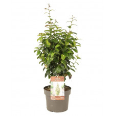 arbre der fer - parrotia 40/60 cm en pot de 4 litres