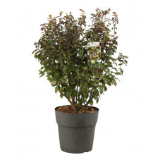 arbre de fer Persian Spire - parrotia 80/100 cm en pot de 12 litres